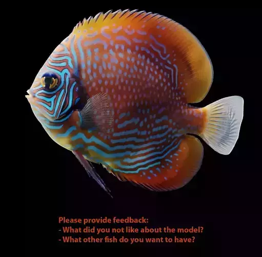 Discus fish