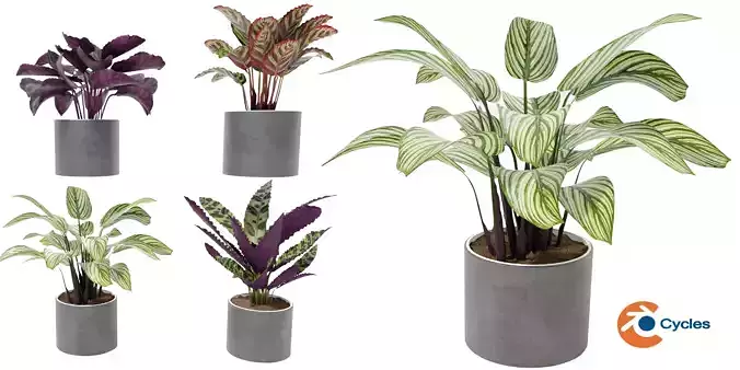Calathea Collection 2 - Blender model 