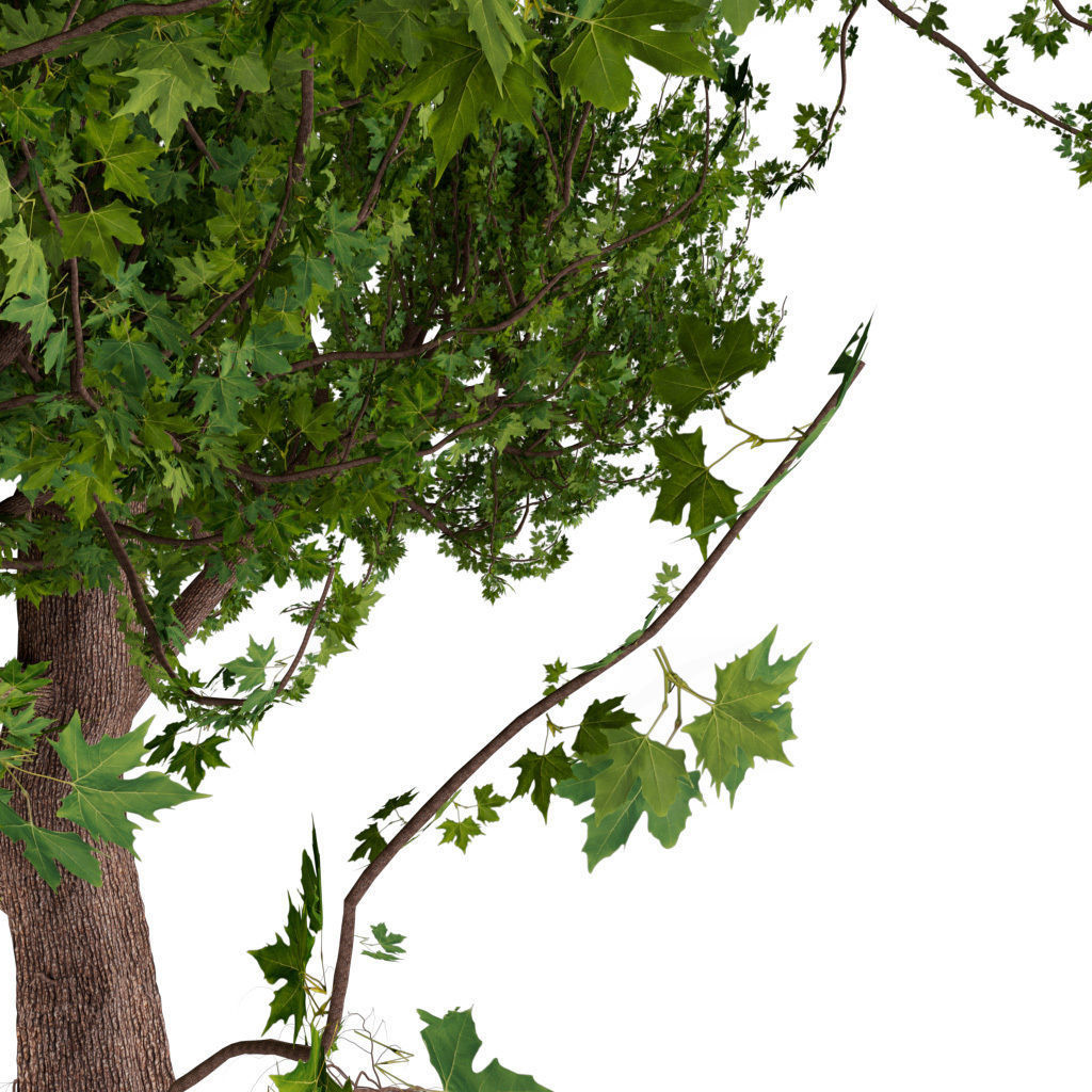 Platanus Tree Low-poly 3D model_5