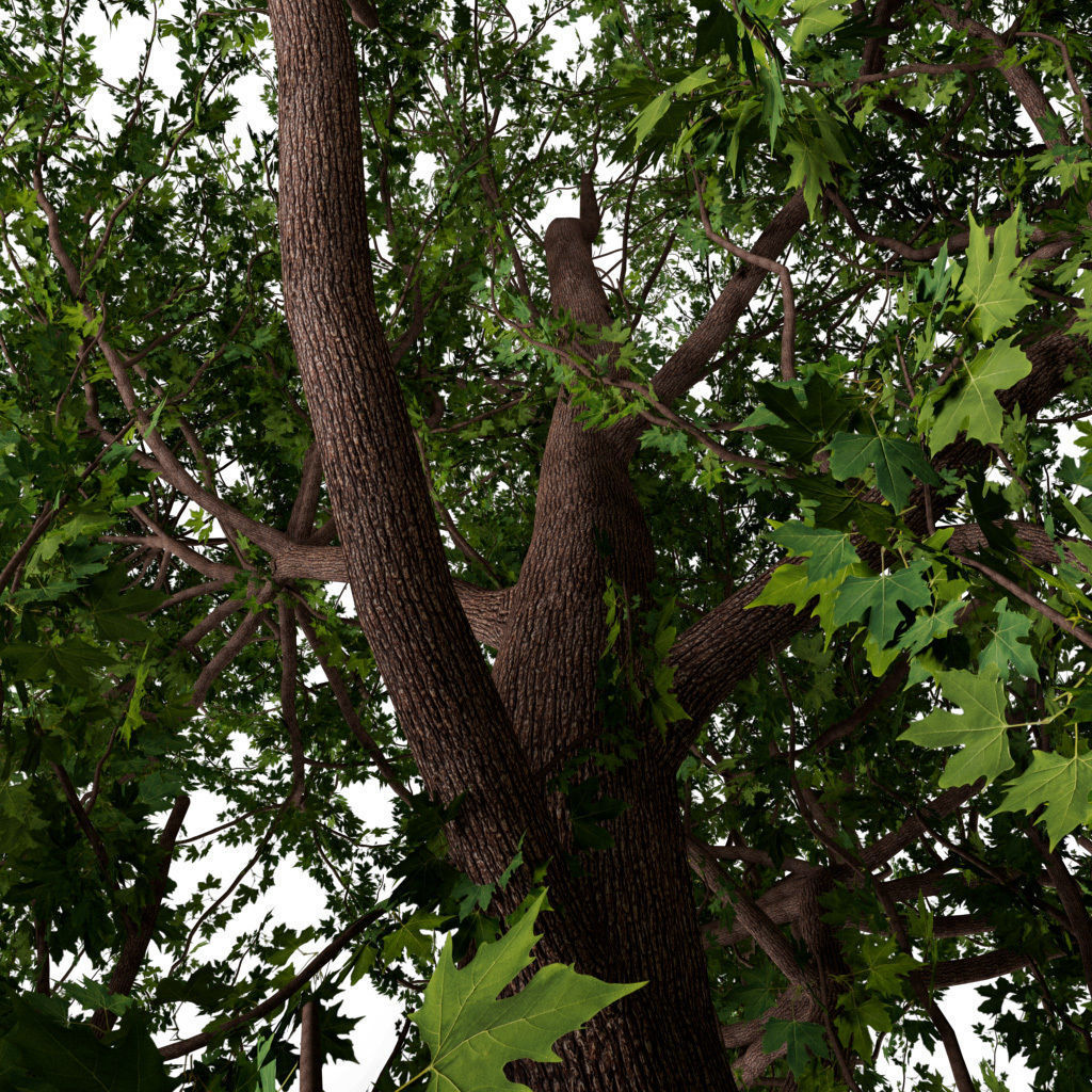 Platanus Tree Low-poly 3D model_1