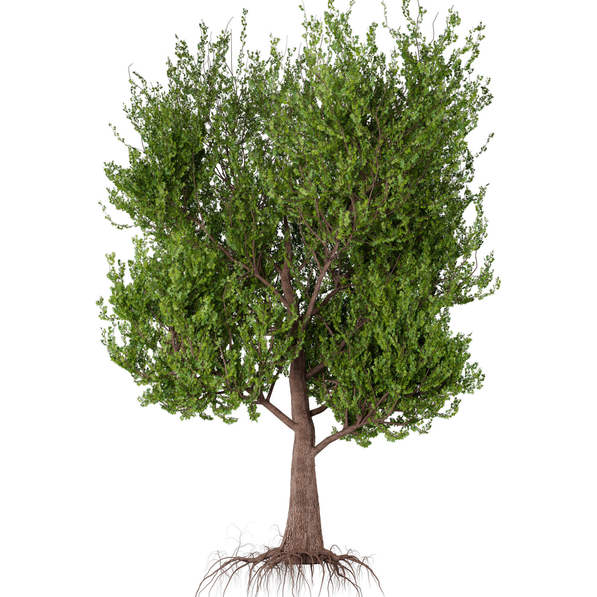 Platanus Tree Low-poly 3D model_3