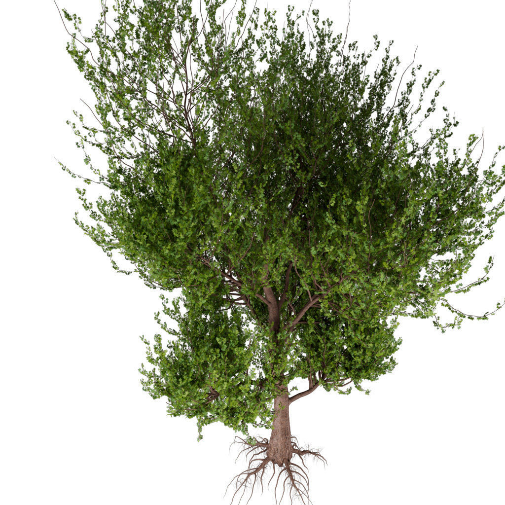 Platanus Tree Low-poly 3D model_4