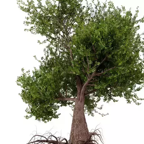 Platanus Tree Low-poly 3D model