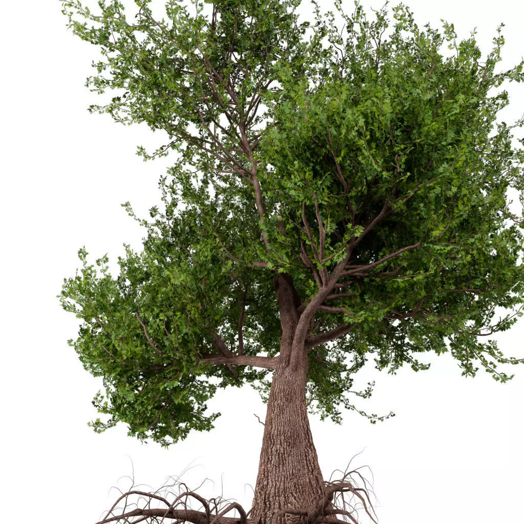 Platanus Tree Low-poly 3D model_0