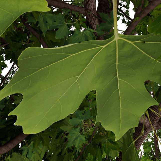 Platanus Tree Low-poly 3D model_2