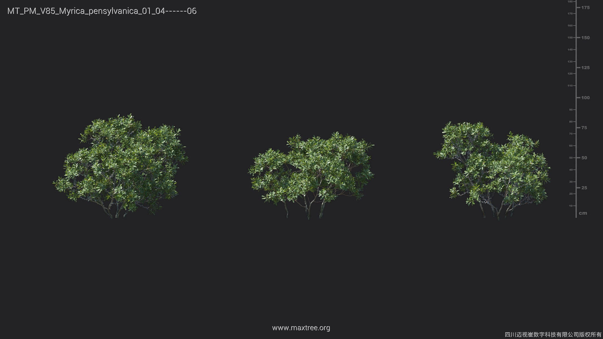 Maxtree Plant Models Vol 85 - Mesh 3D model | CGTrader