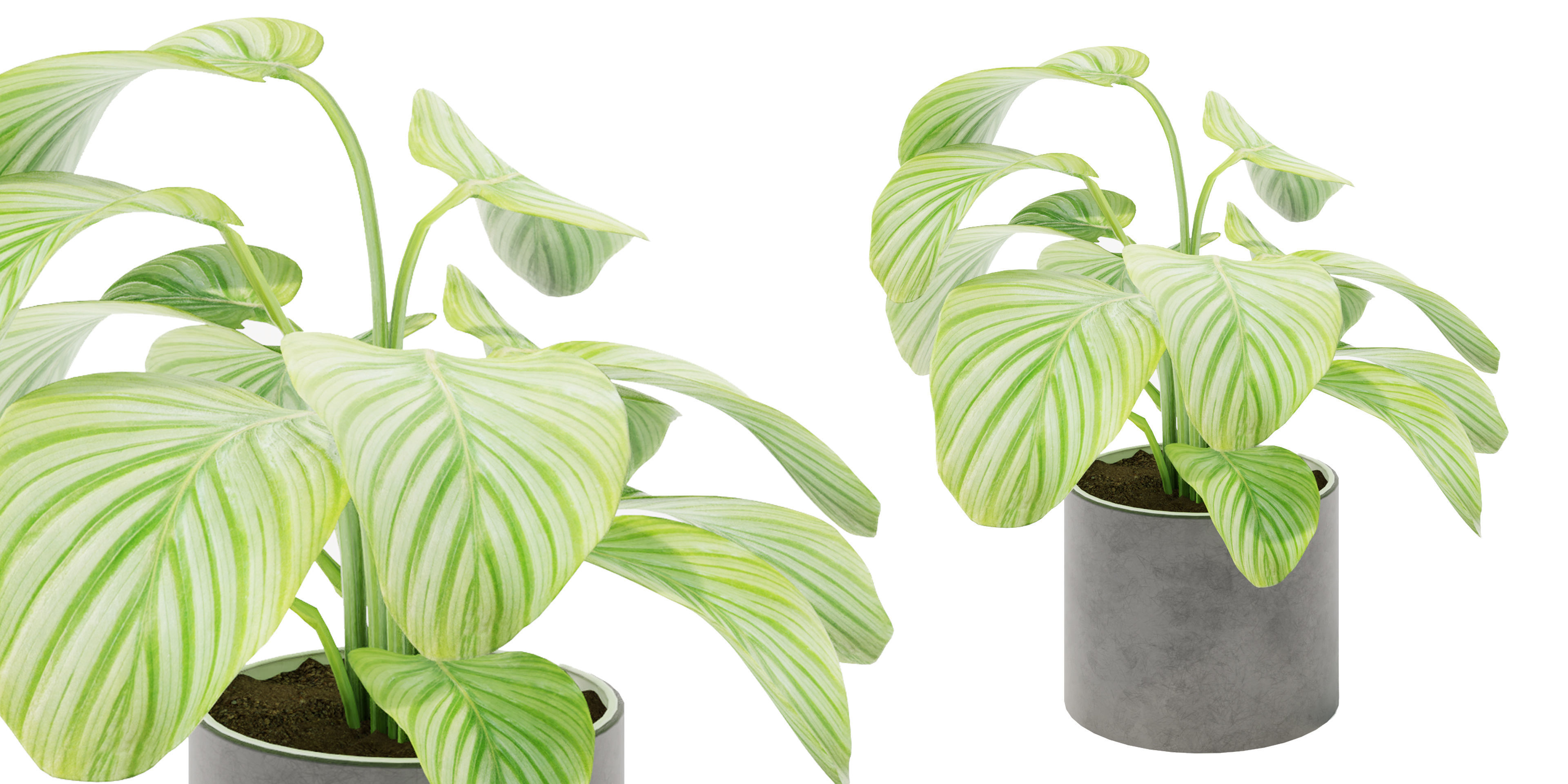 calathea Collection 3 - Blender model 3D model_2