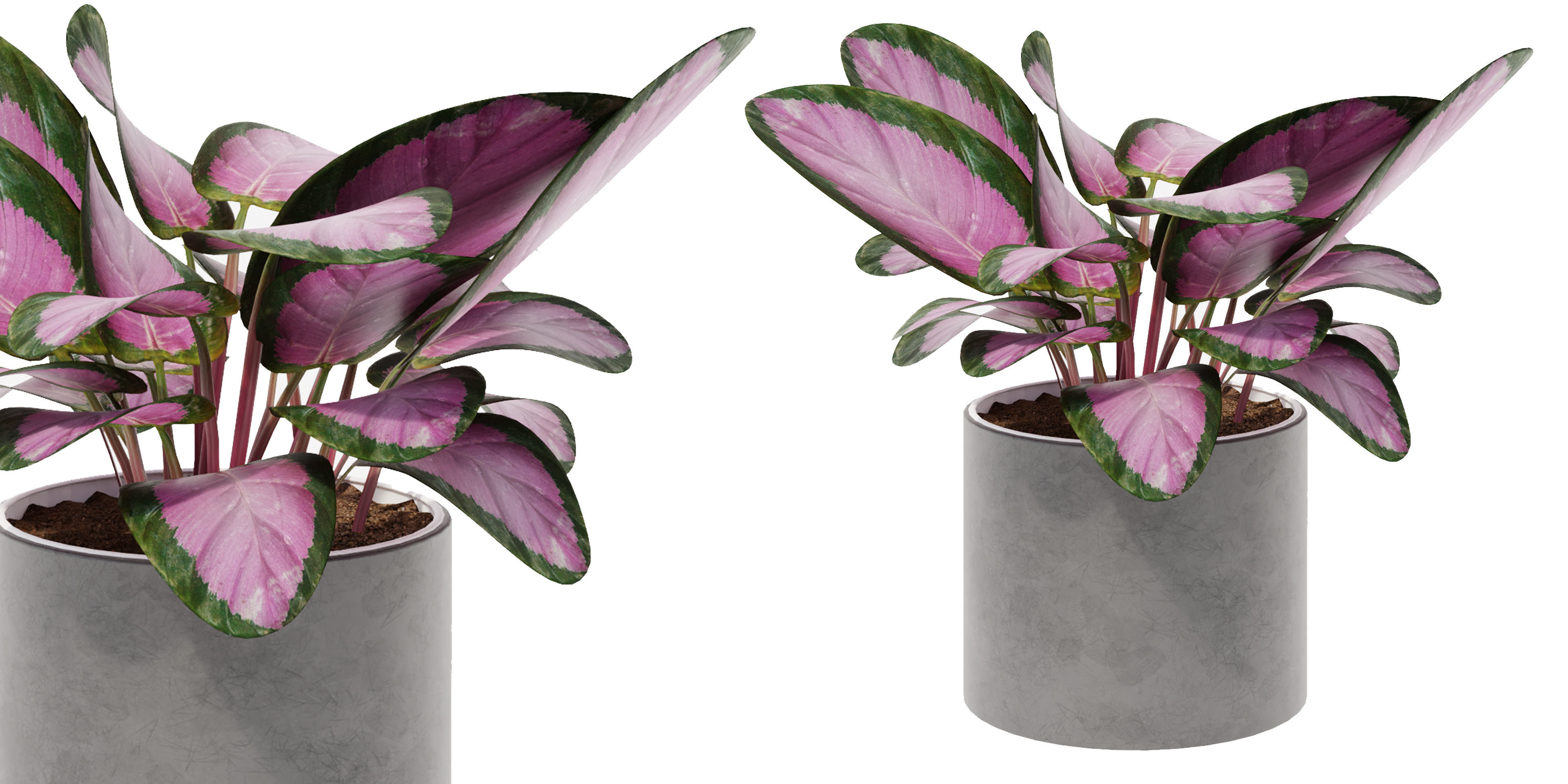 calathea Collection 3 - Blender model 3D model_3