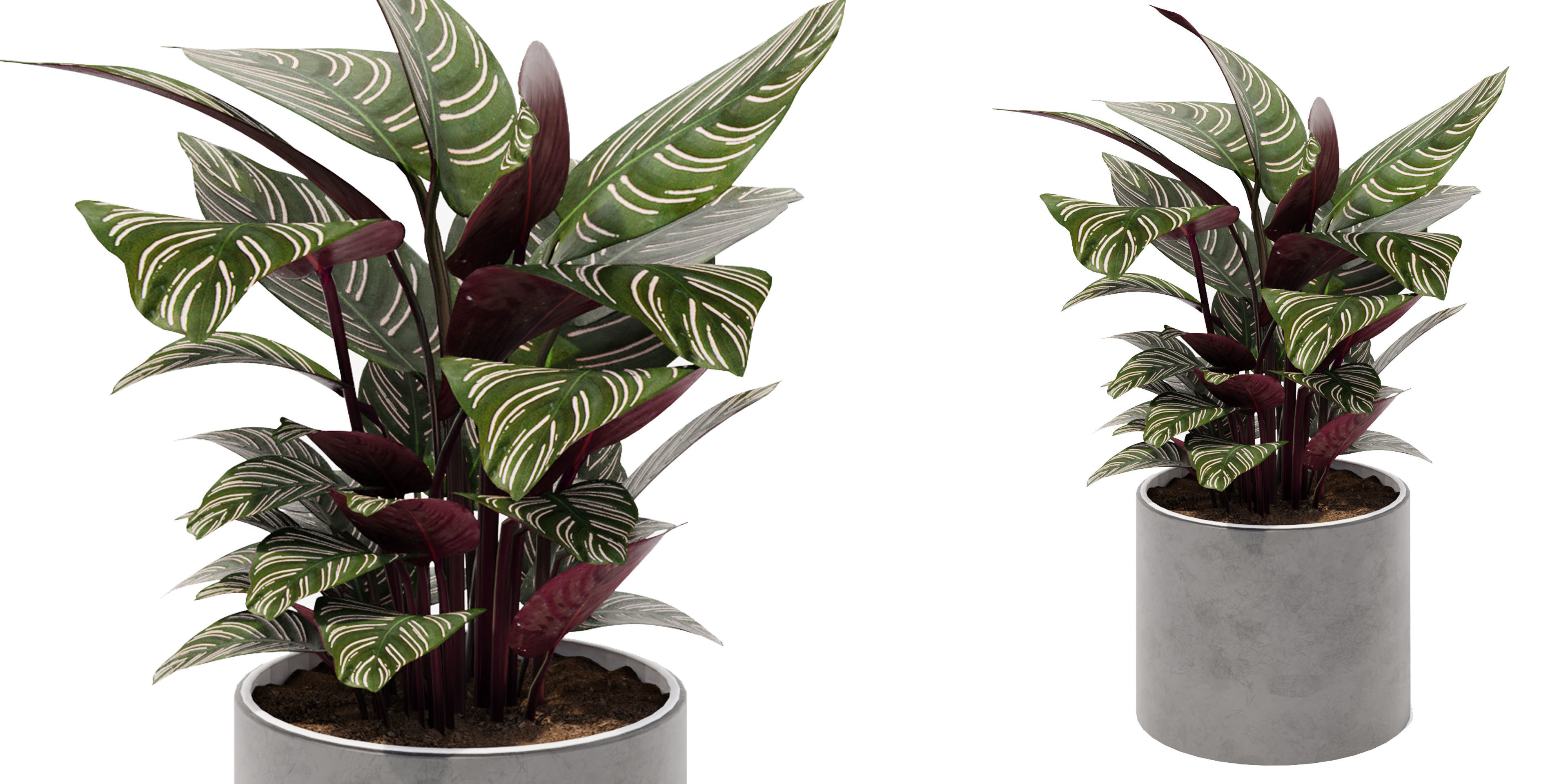 calathea Collection 3 - Blender model 3D model_1