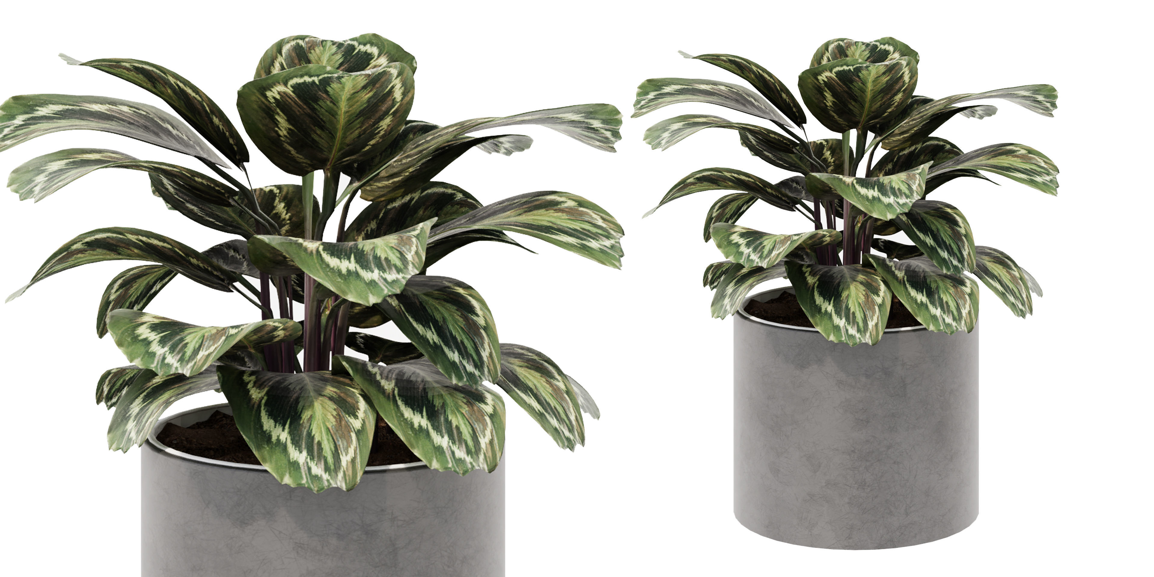 calathea Collection 3 - Blender model 3D model_4