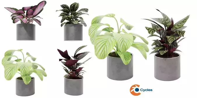calathea Collection 3 - Blender model