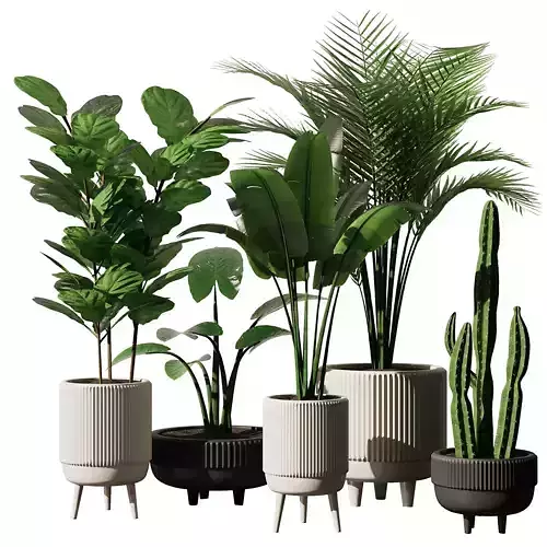 Indoor Plant Set V9 - Cactus Palm Ficuse
