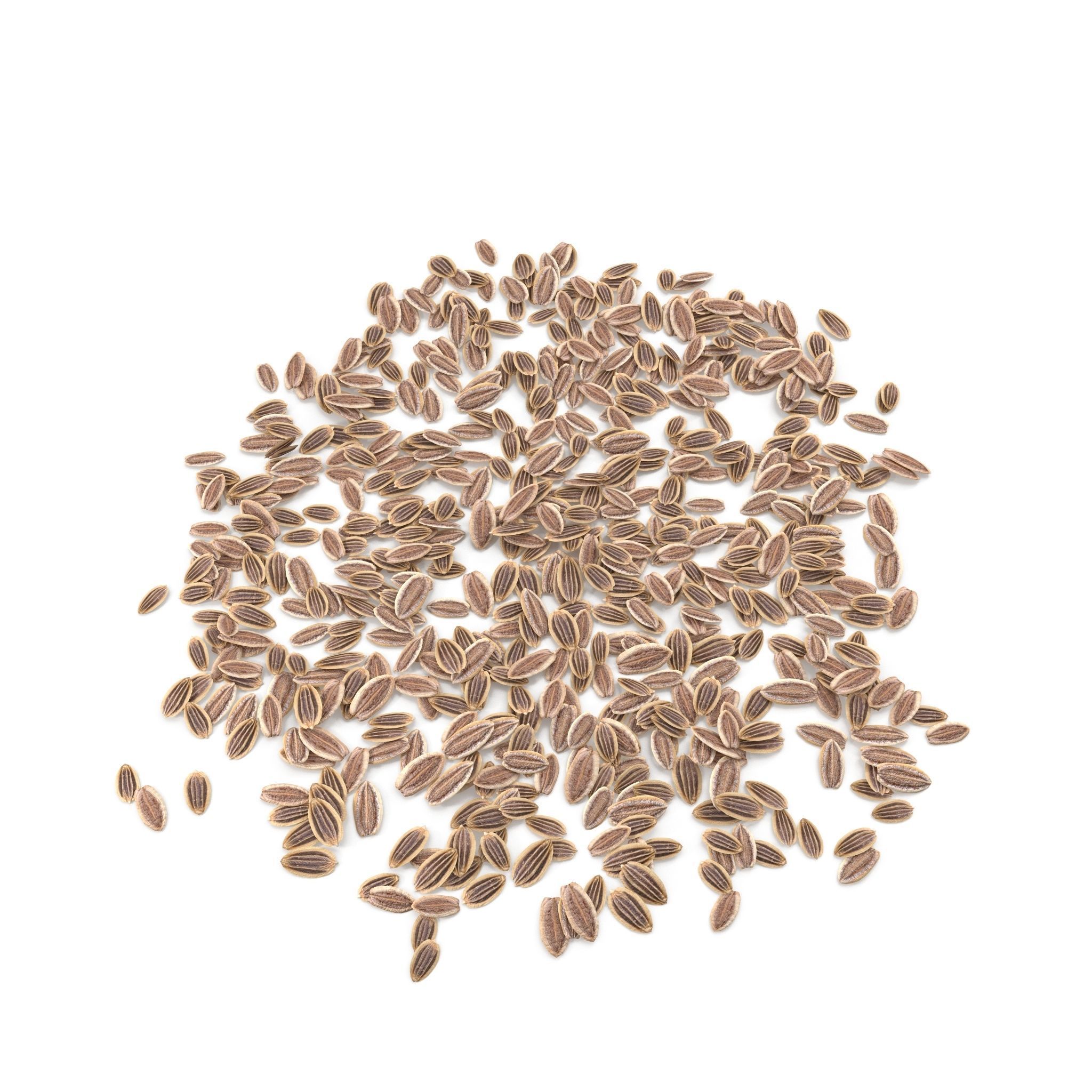 Dill Seeds V1 3D model_4