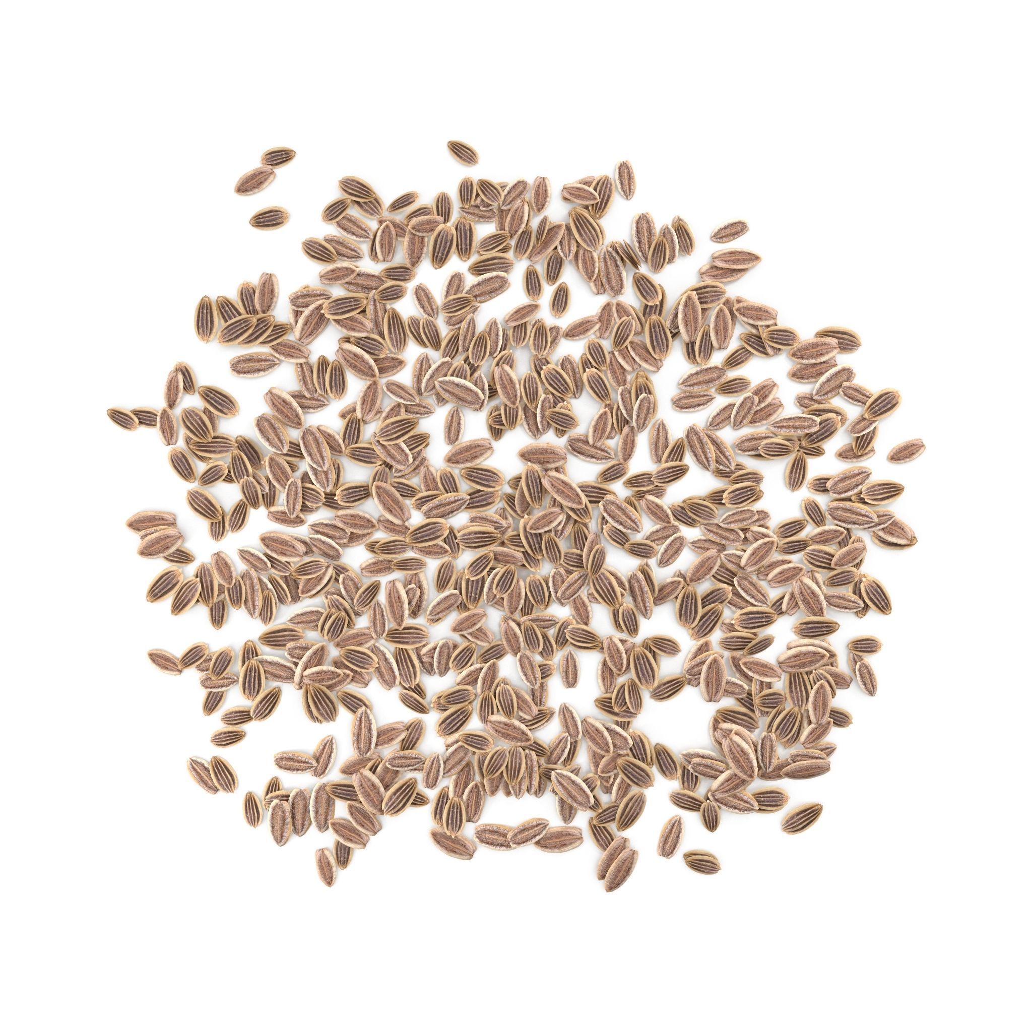 Dill Seeds V1 3D model_2