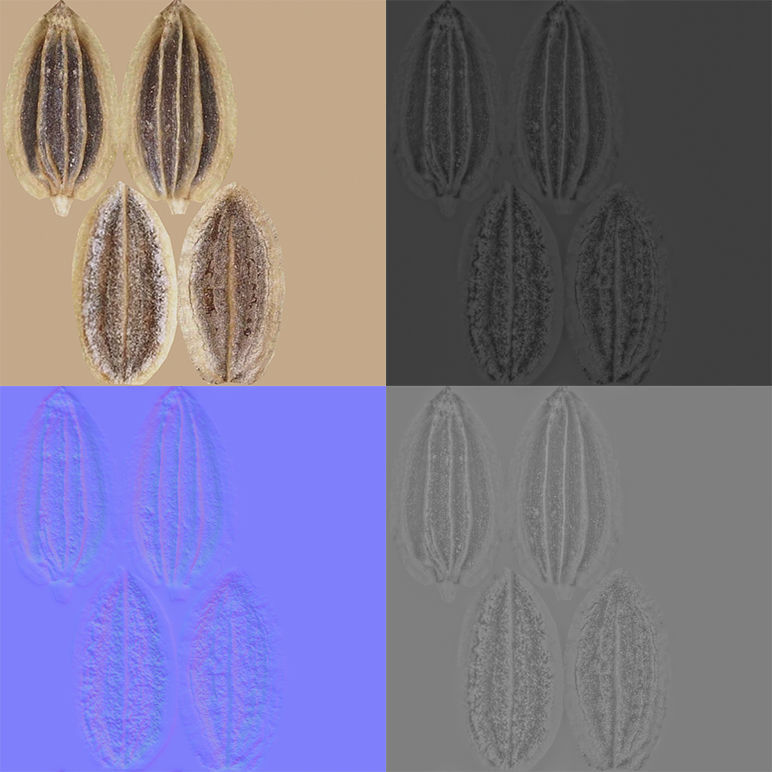 Dill Seeds V1 3D model_8