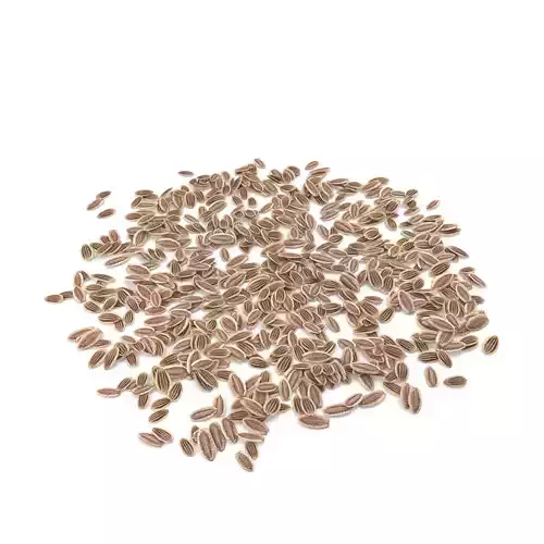 Dill Seeds V1