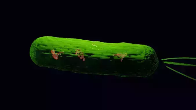  helix dna label bacteria flagella bacilli Low-poly 3D model