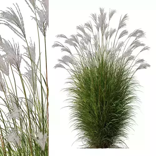 Plants Miscanthus Nepalensis Sinensis Sarabande Adagio Version04