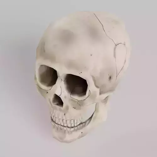 Skull Human Low Poly Game Ready