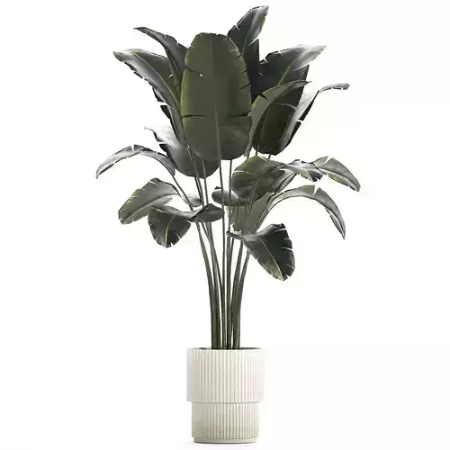 Beautiful Banana palm tree in a flower pot for decoration 1266
