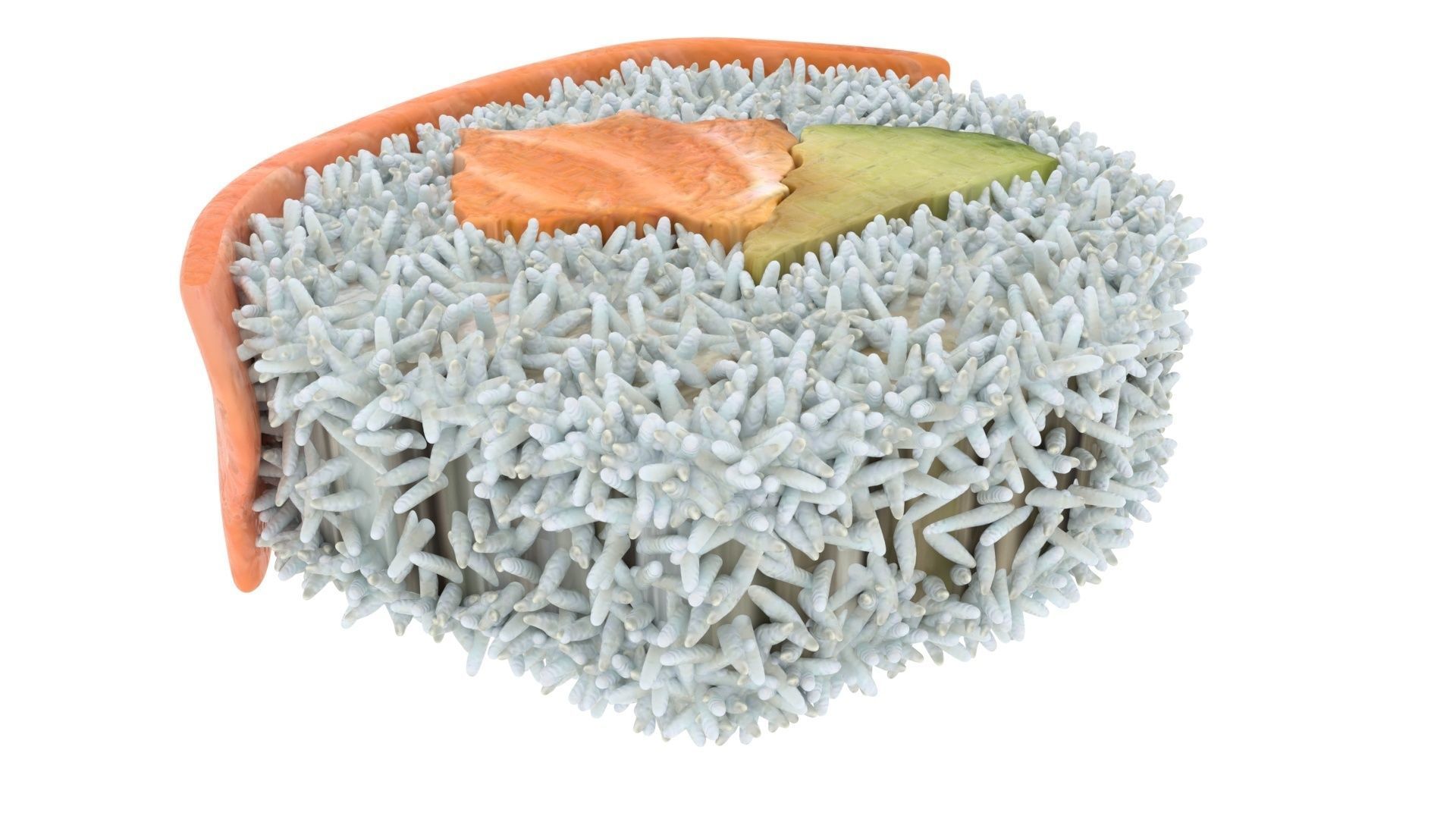 Sushi Roll With Salmon Fish 3D model_8