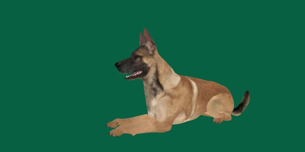 Belgian malinois 3D model_5