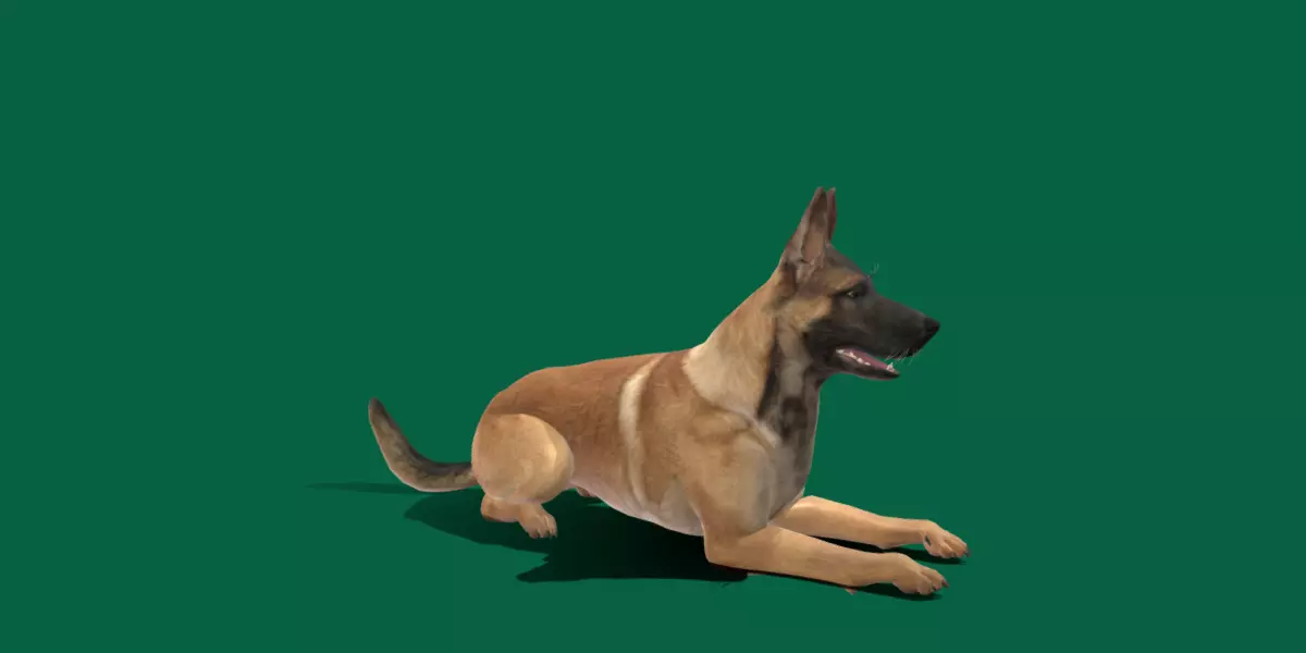 Belgian malinois 3D model_0