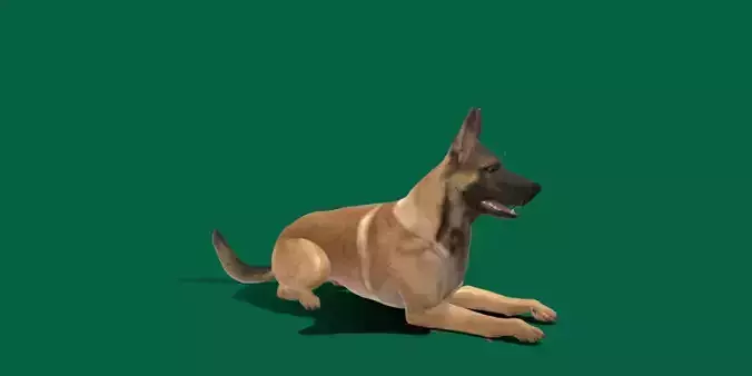 Belgian malinois 3D model