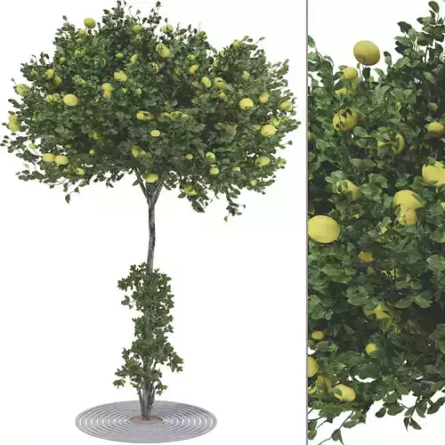 Urban Apple Tree 116