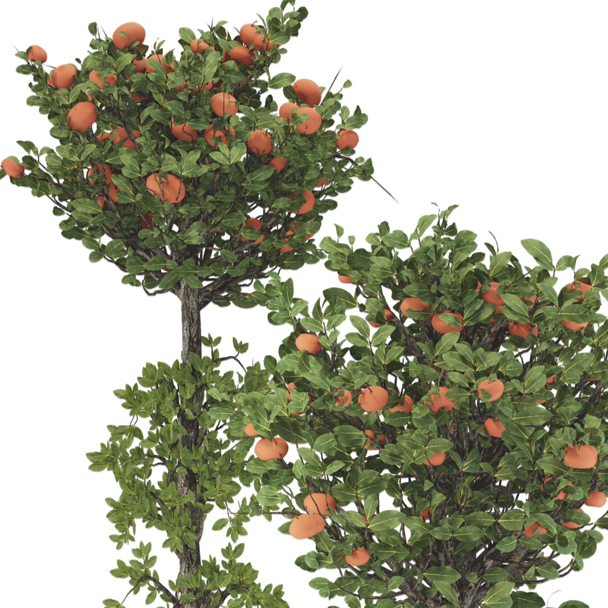 Decorative Tangerine Tree in Pot 114 3D model_5