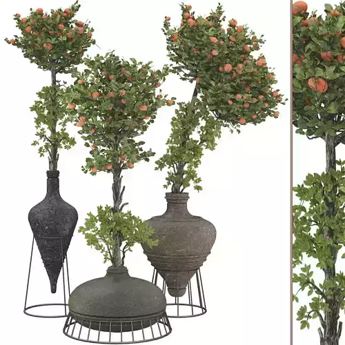 Decorative Tangerine Tree in Pot 114 3D model