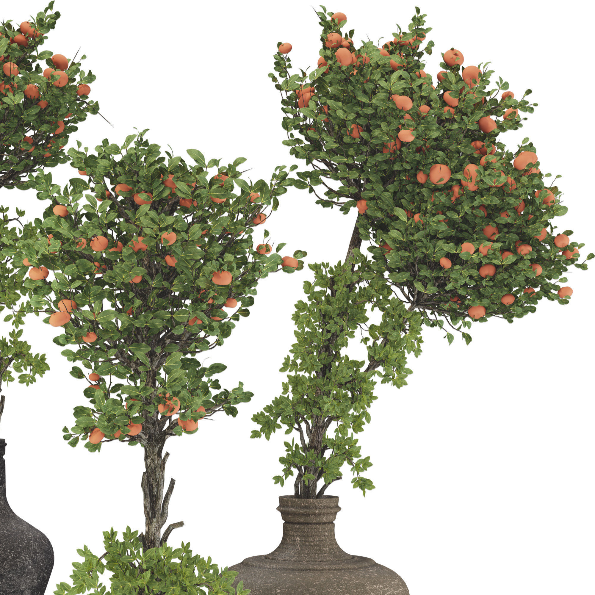 Decorative Tangerine Tree in Pot 114 3D model_1