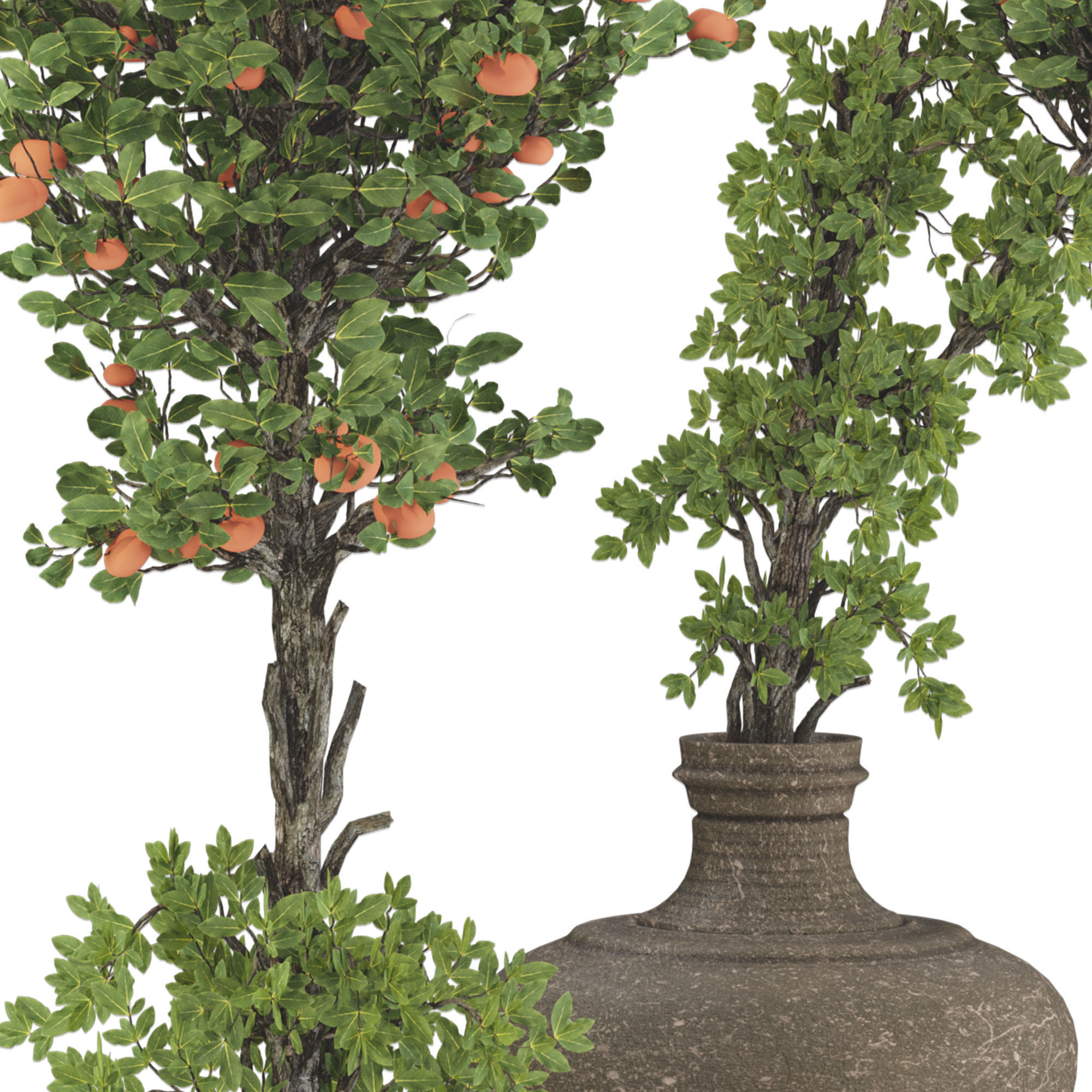 Decorative Tangerine Tree in Pot 114 3D model_4