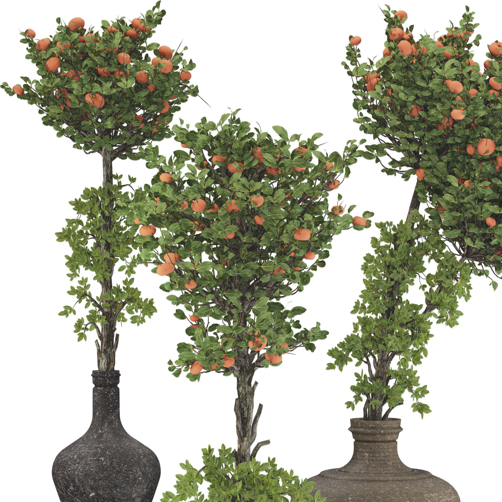 Decorative Tangerine Tree in Pot 114 3D model_2