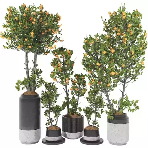 Decorative Tangerine Tree in Pot 110 3D model