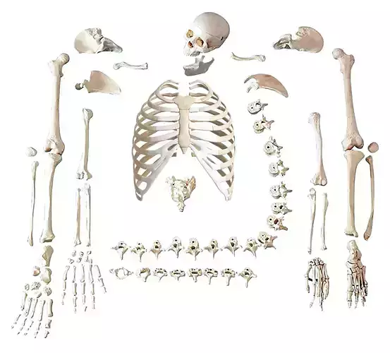 ESQUELETO HUESO POR HUESO - BONE BY BONE SKELETON 3D print model