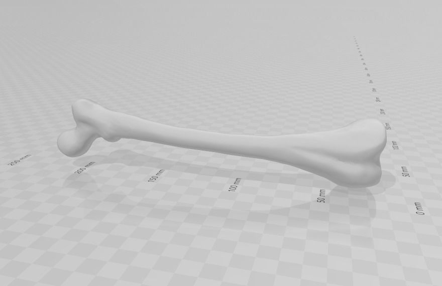 ESQUELETO HUESO POR HUESO - BONE BY BONE SKELETON 3D print model_6