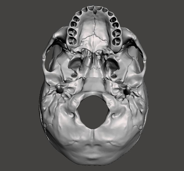 CRANEO HUECO DETALLADO 3D print model_4