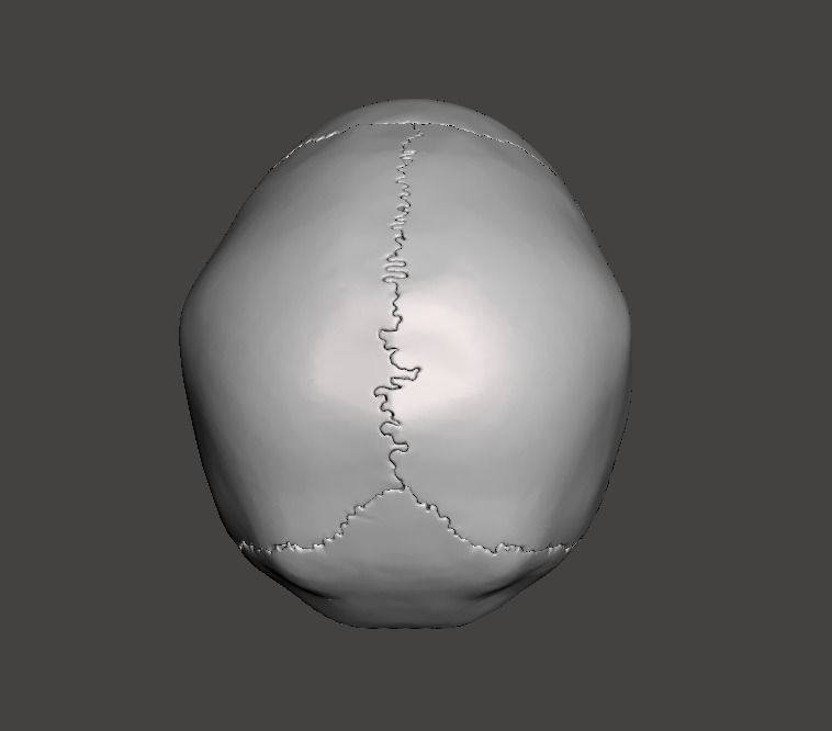 CRANEO HUECO DETALLADO 3D print model_7