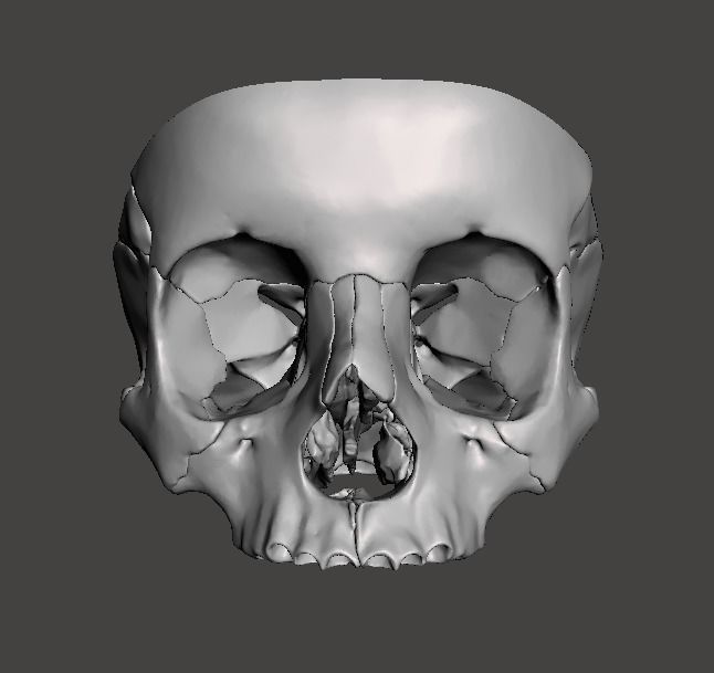 CRANEO HUECO DETALLADO 3D print model_2