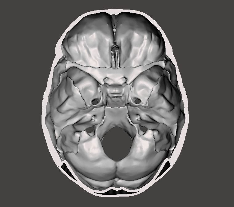 CRANEO HUECO DETALLADO 3D print model_1