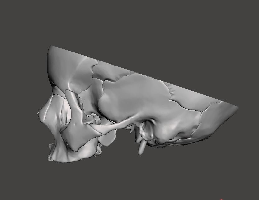 CRANEO HUECO DETALLADO 3D print model_3