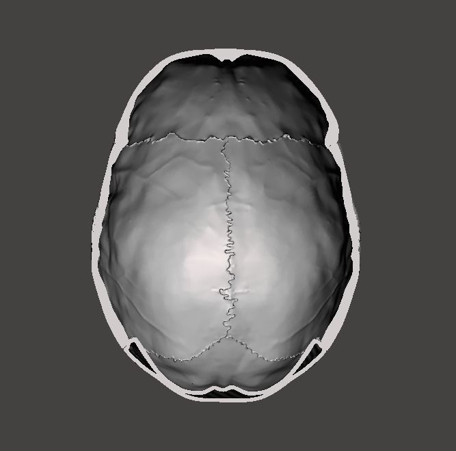 CRANEO HUECO DETALLADO 3D print model_6