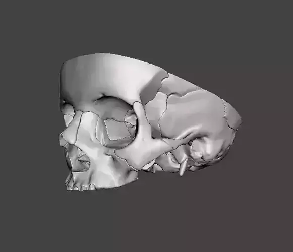 CRANEO HUECO DETALLADO 3D print model