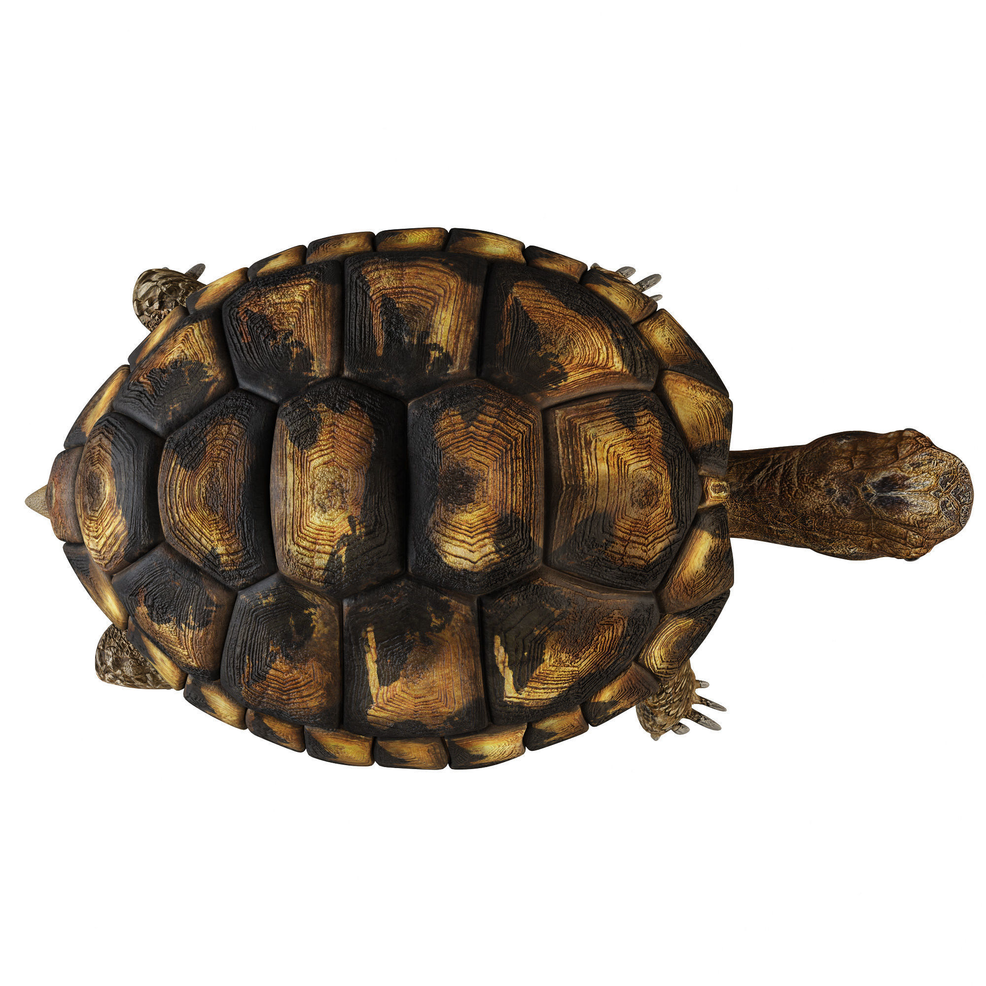 Turtles 3D model_16