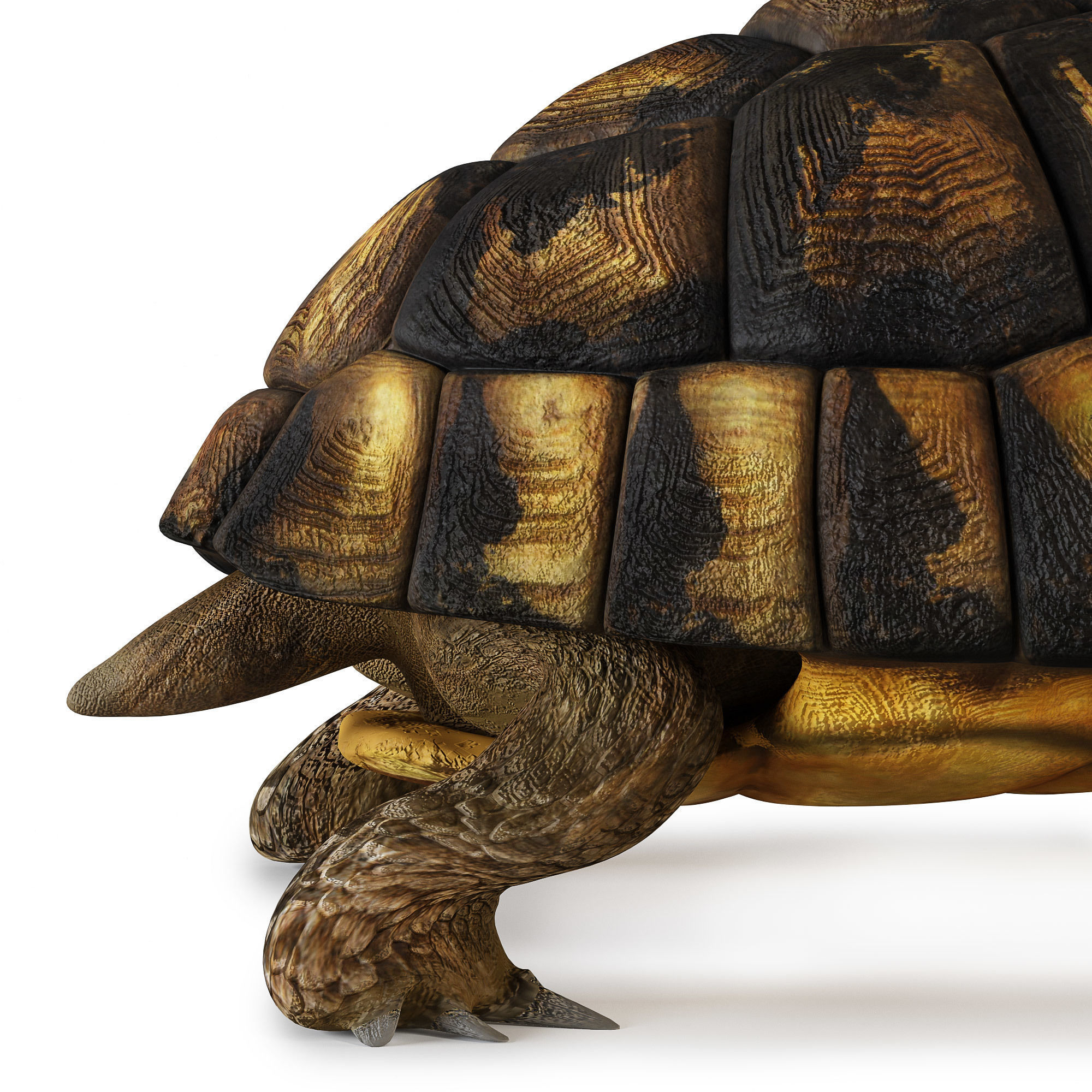 Turtles 3D model_17