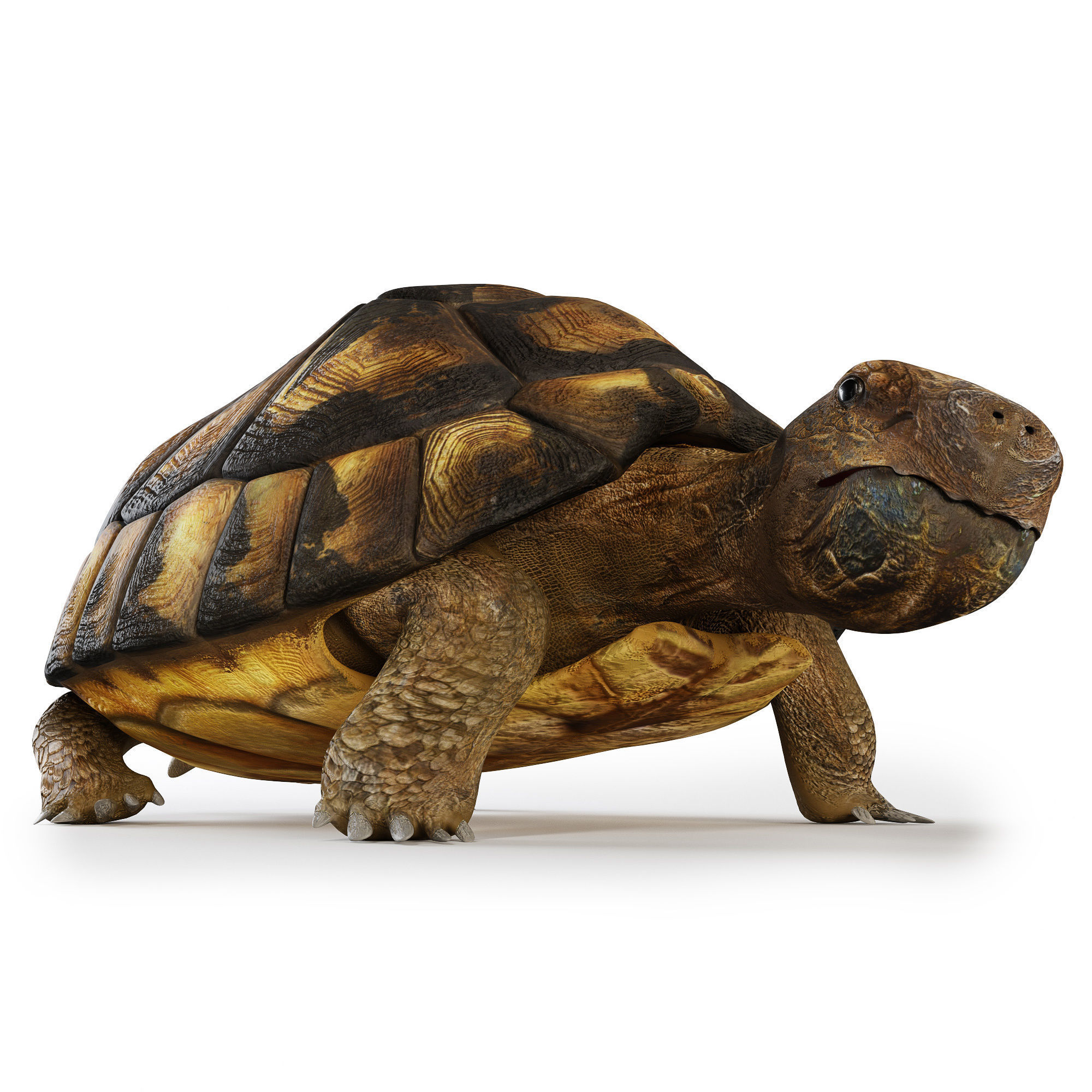 Turtles 3D model_10