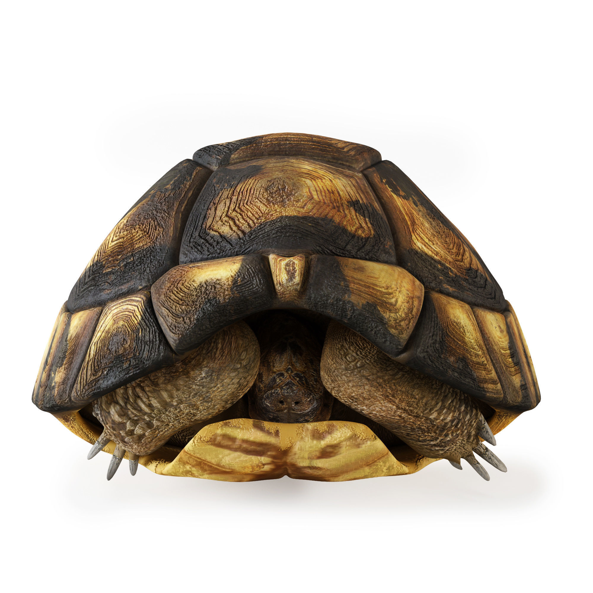 Turtles 3D model_3