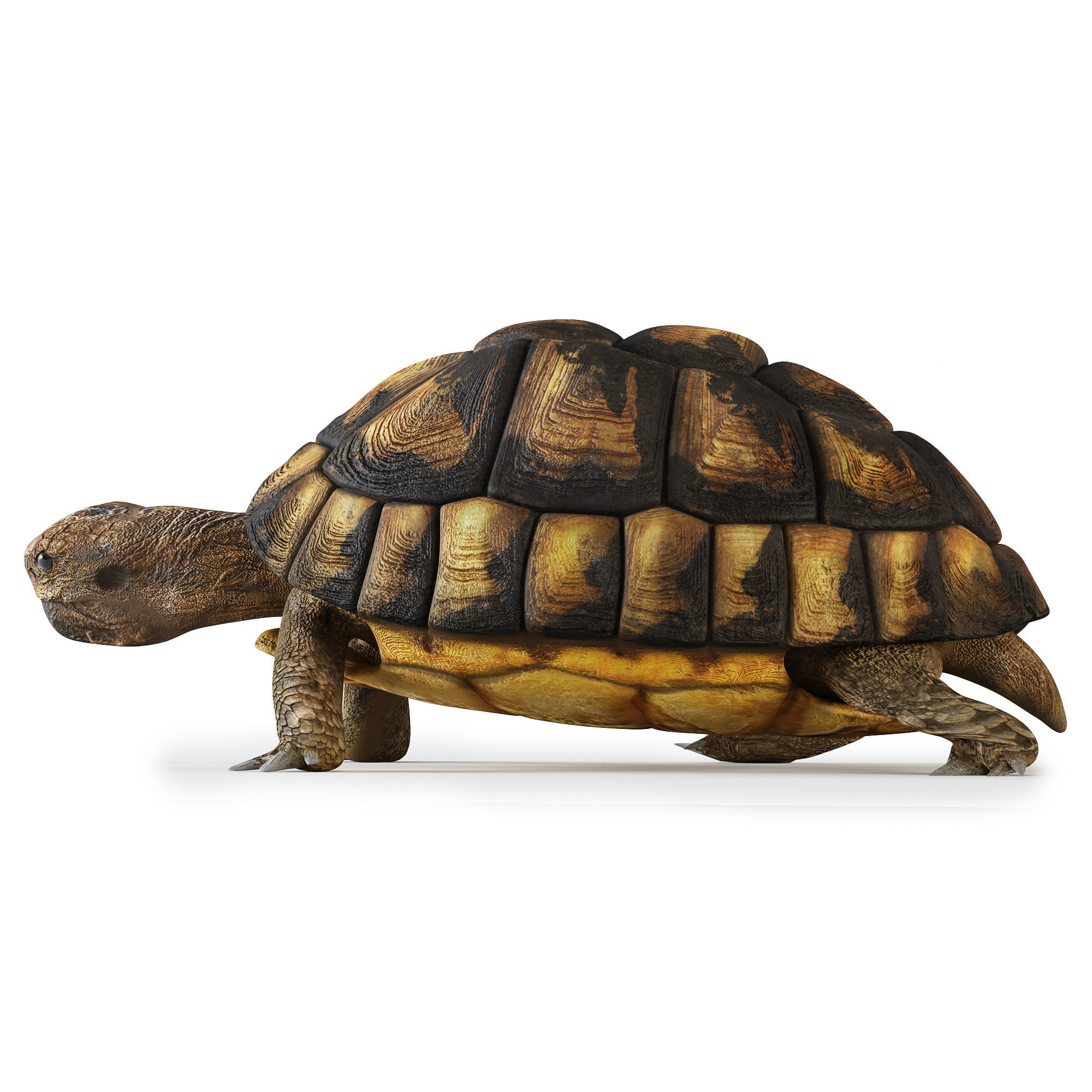 Turtles 3D model_13