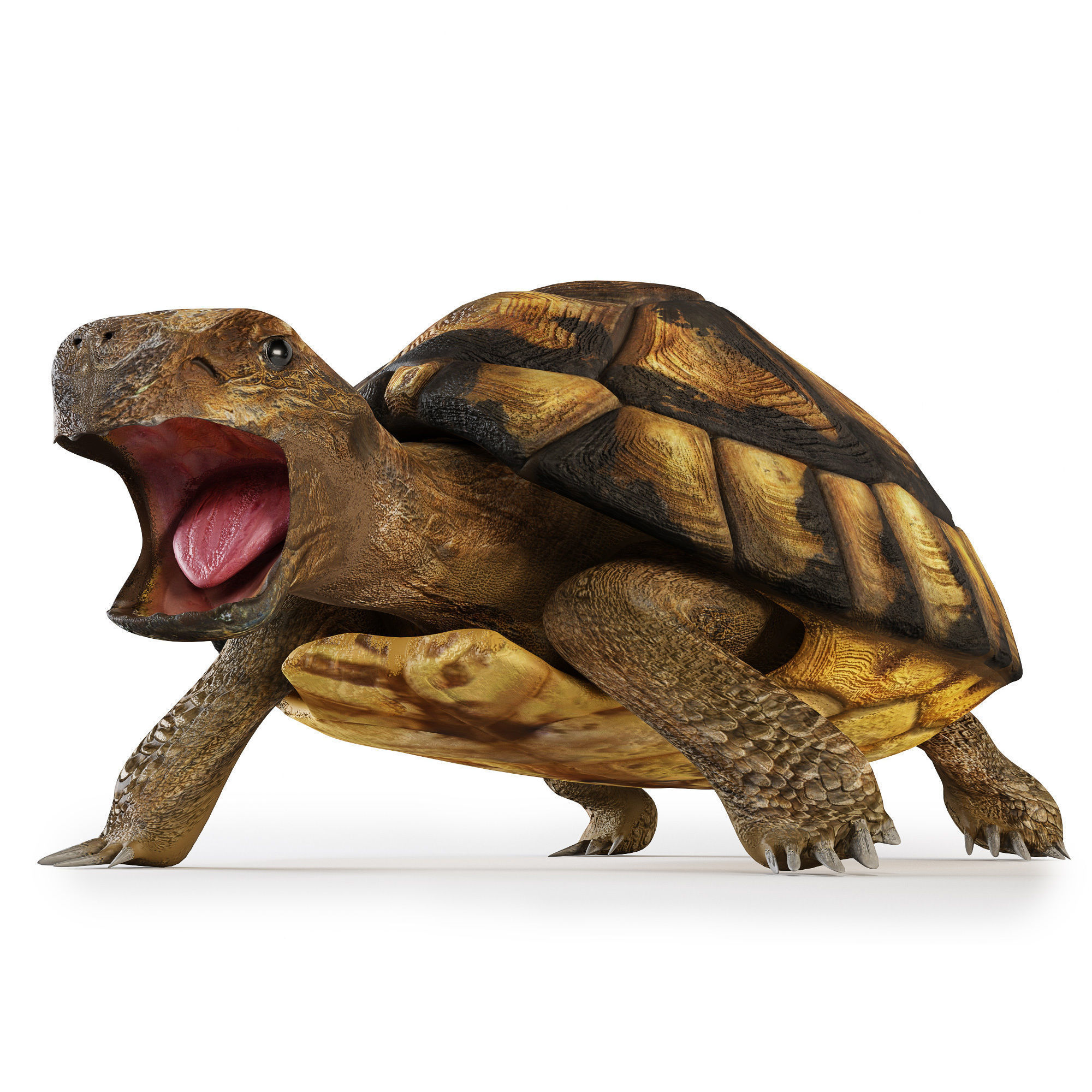 Turtles 3D model_6